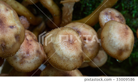 Bunch of autumnal Honey Fungus 33009586