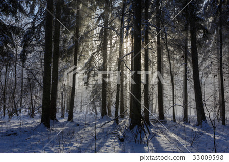 Snowfall in winter sun 33009598