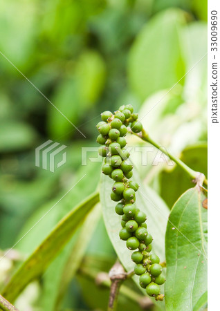 Fresh live green peper on tree 33009690