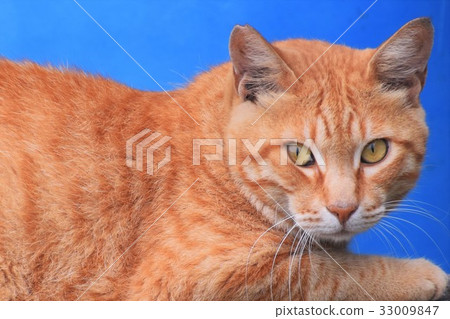 cat cat 33009847