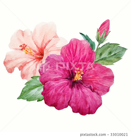 Watercolor tropical hibiscus flower 33010021
