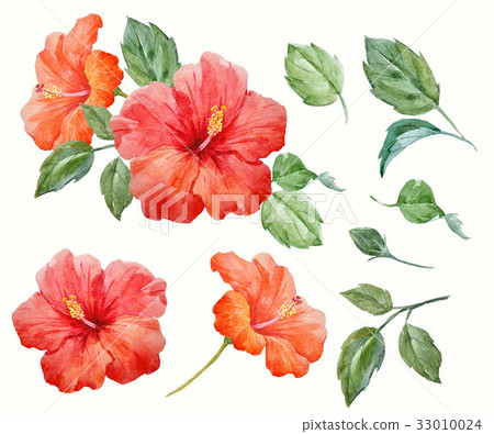 Watercolor tropical hibiscus flower 33010024