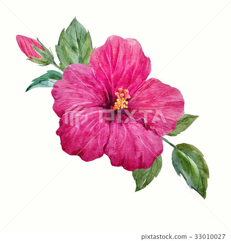 Watercolor tropical hibiscus flower 33010027