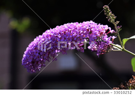 Buttorea Buttorea 33010252