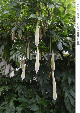 紫藤種子 33010444