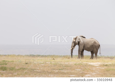 Herd of wild elephants in Amboseli National Park 33010948
