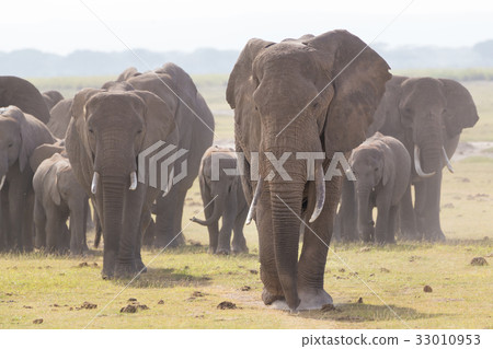Herd of wild elephants in Amboseli National Park 33010953