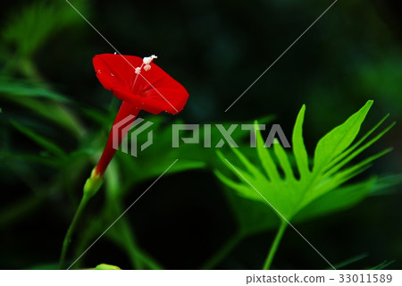 紅色輓歌 紅色輓歌 33011589