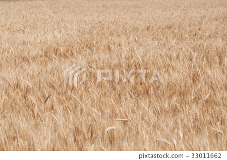 closeup of wheat field texture closeup of wheat field texture 33011662