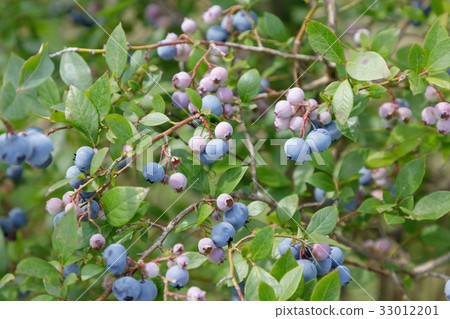 Blueberry Legacy (Orchard) 33012201