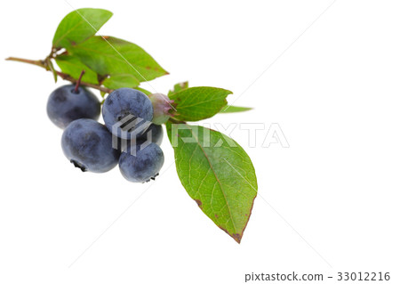 Blueberry Legacy (with leaves) Blueberry Legacy (with leaves) 33012216