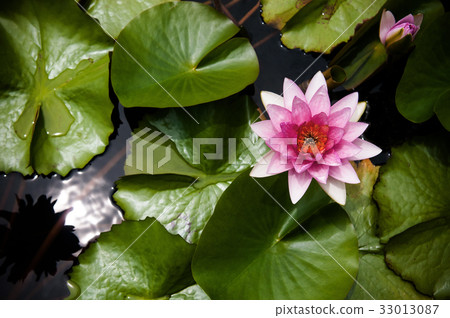 Pink Water Lily, Pink Lotus 33013087