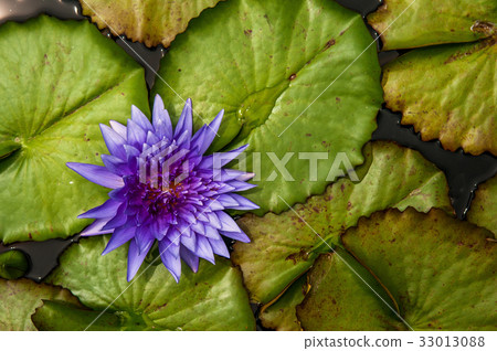 Blue Water Lily, purple Lotus Blue Water Lily, purple Lotus 33013088
