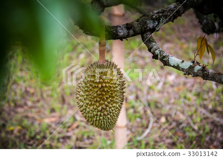 Durain tree, durain hanging on the tree 33013142