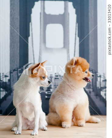 Pomeranian and Chihuahua sitting Pomeranian and Chihuahua sitting 33013410