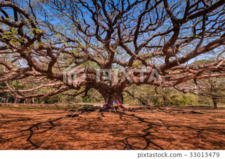 Giant rain tree, rain tree, ancient rain tree 33013479