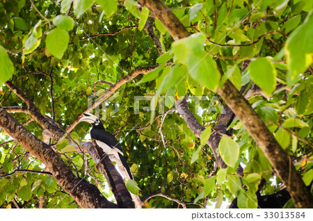 Oriental pied hornbill, Phuket, Thailand 33013584