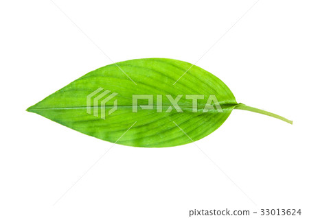 Turmeric leaf, Curcuma leaf 33013624
