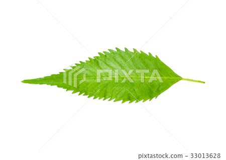 Tecoma stans leaf 33013628