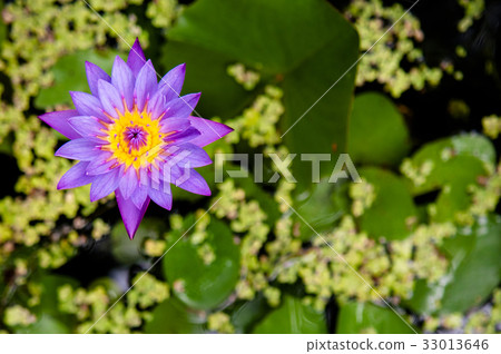 Water lily, Blue star lotus, blue water lily 33013646