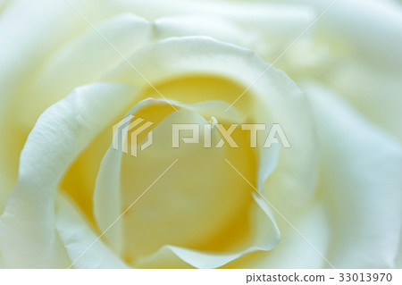 玫瑰特寫鏡頭 33013970