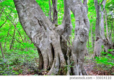 Chokaiyama Shishonosei Mire 33014110