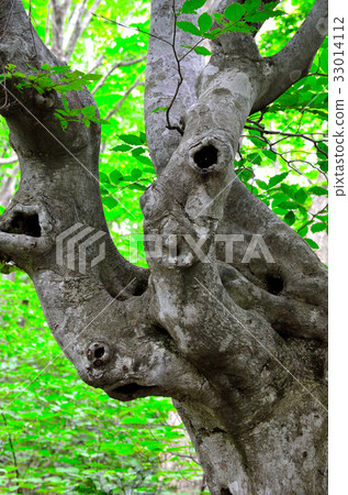 Chokaiyama Shishonosei Mire 33014112