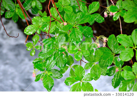 Chokaiyama Shishonosei Mire 33014120