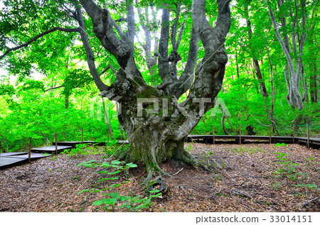 Chokaizan Agariko Daioh 33014151