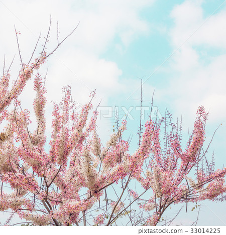 Sakura Color Chan in Thailand Sakura Color Chan in Thailand 33014225