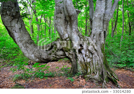 Chokaiyama Shishonosei Mire 33014280