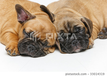 cute french bulldog puppies sleeping cute french bulldog puppies sleeping 33014319
