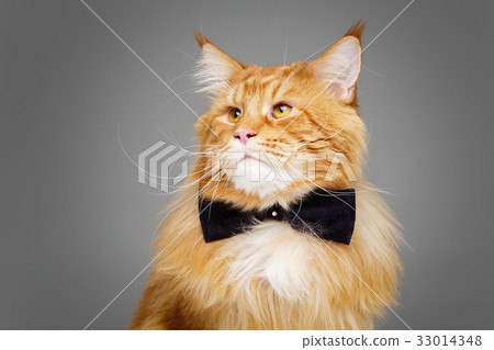 Beautiful maine coon cat with bow tie 33014348