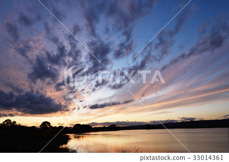 一群瑪根回到她的棲息地(北海道,宮谷丸) 一群瑪根回到她的棲息地(北海道,宮谷丸) 33014361