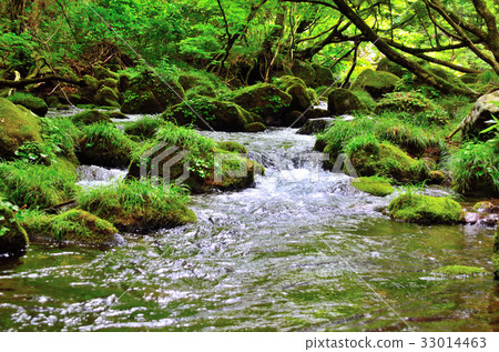 Toriumiyama Mototaki Shimizu 33014463