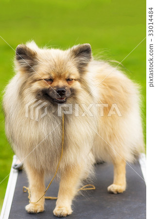 Pomeranian Spitz Close-up 33014484