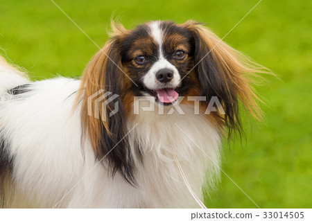 Pekingese dog Close-up 33014505