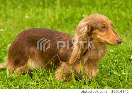 Typical Dachshund Close-up 33014541
