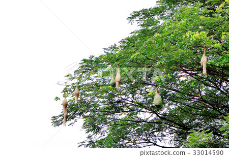 Many real bird's nest on a tree Many real bird's nest on a tree 33014590
