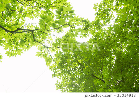 [Nature] Light and green 33014918