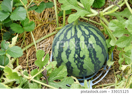 西瓜領域 西瓜領域 33015125