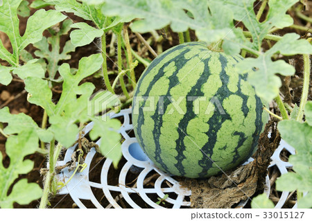 西瓜領域 西瓜領域 33015127