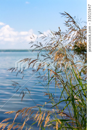 green grass against a backdrop of Lake green grass against a backdrop of Lake 33015847