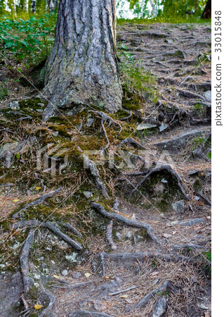 Twisting roots of a tree covered with green moss 33015848