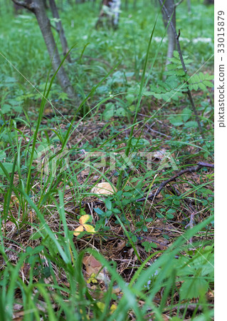 Small and big white boletus mushroom with white Small and big white boletus mushroom with white 33015879
