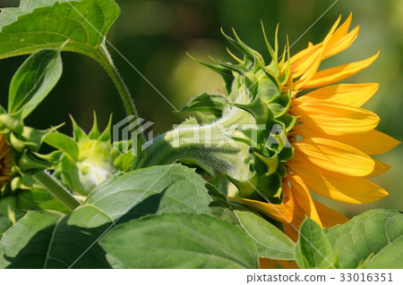 向日葵先生的簡介 向日葵先生的簡介 33016351