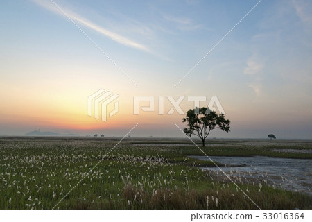 Suseum sunrise 33016364