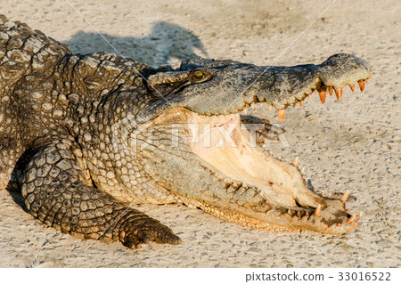 Close up wildlife crocodile with a toothy grin 33016522