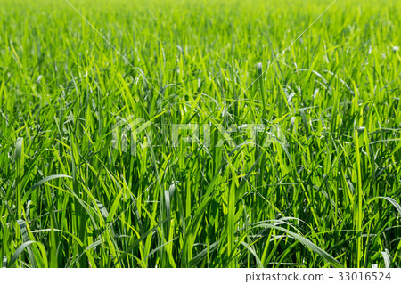 green leaves of rice in paddy 33016524