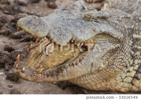 wildlife crocodile 33016549